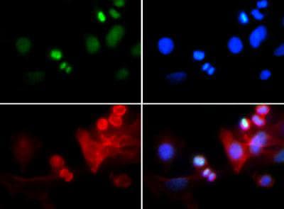 HIST3H3 Antibody (Me3-Lys4/phospho-Thr6)