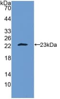 IL-10 Antibody (aa19-178)