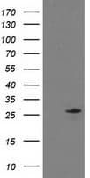 C1orf50 Antibody (clone OTI2C1)