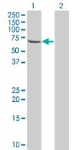 TESK2 Antibody (clone 5H4)