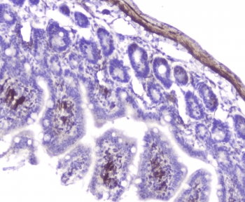 Polyclonal Rabbit anti-Mouse HSPB1 / HSP27 Antibody (IHC, WB)