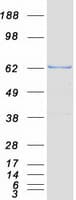 Human MUS81 Protein (Recombinant Myc-DDK (Flag))