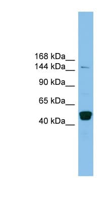 PRDM10 / TRIS Antibody (aa1079-1128)