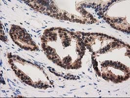 Monoclonal Mouse anti-Human PYCRL Antibody (clone OTI1B12, IHC, IF, WB)