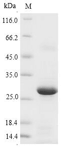 Pig GPX5 Protein (Recombinant 10His, N-terminus + Myc, C-terminus)