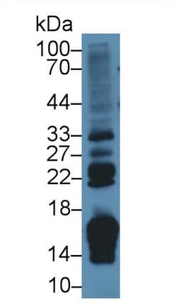 RBP2 / CRBPII Antibody (aa1-134)