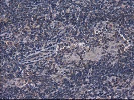 Gephyrin Antibody (clone OTI3C6)