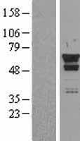 HSPD1 / HSP60 Protein (Over-Expression Lysate Myc-DDK (Flag))