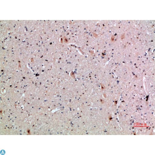 CLECSF6 / DCIR Antibody