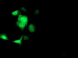 SOCS3 Antibody (clone OTI8G3)