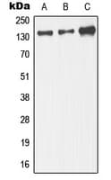 MAPK8IP3 / JIP3 Antibody (Internal)