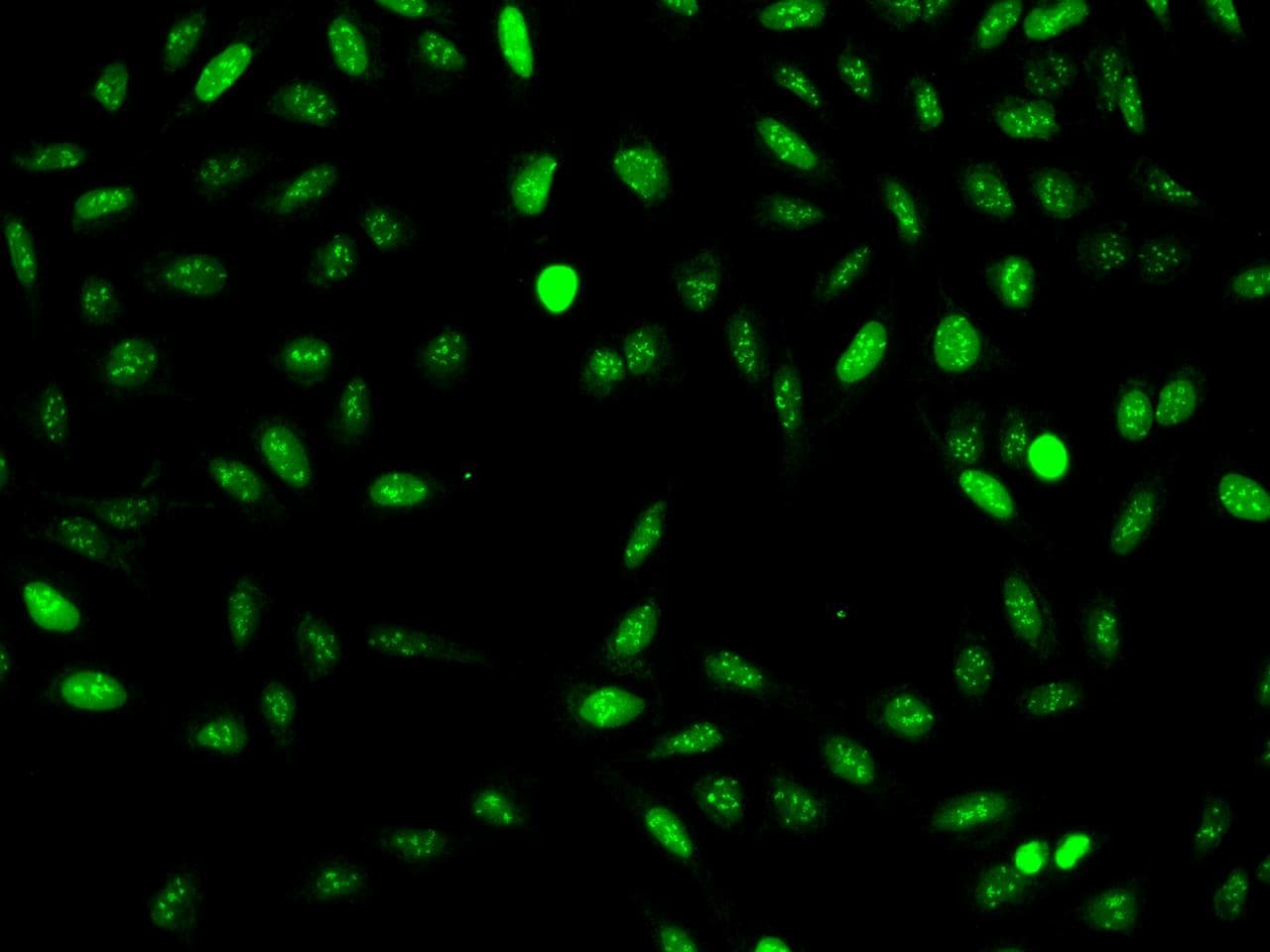 NUSAP1 / NUSAP Antibody