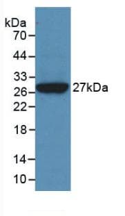 CLU / Clusterin Antibody (aa228-449, APC)