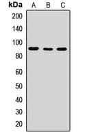 RASGRP1 / RASGRP Antibody