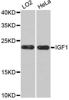 IGF1 Antibody