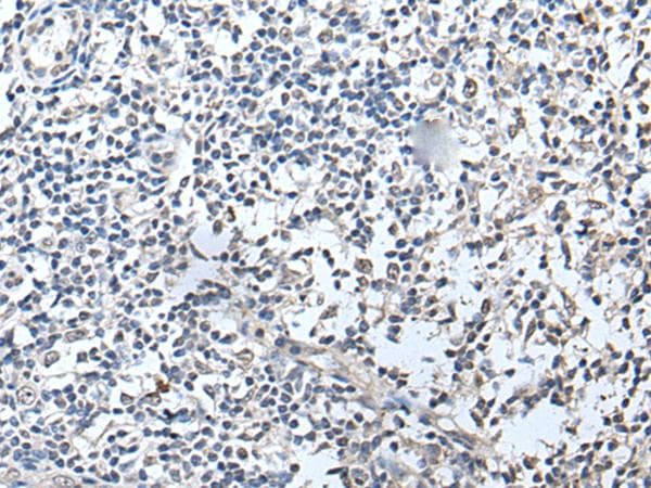 RERG Antibody