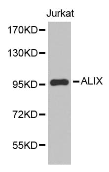 PDCD6IP / ALIX Antibody