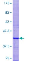 Human LST1 Protein (Recombinant GST)