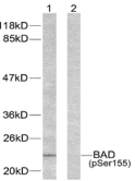 BAD Antibody