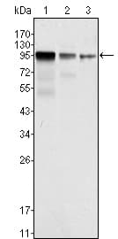 IHC-plus™ Monoclonal Mouse anti-Human FER Antibody (clone 5D2C4, IHC, IF, WB)