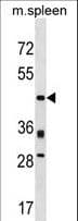 PRR5 Antibody (aa277-305)