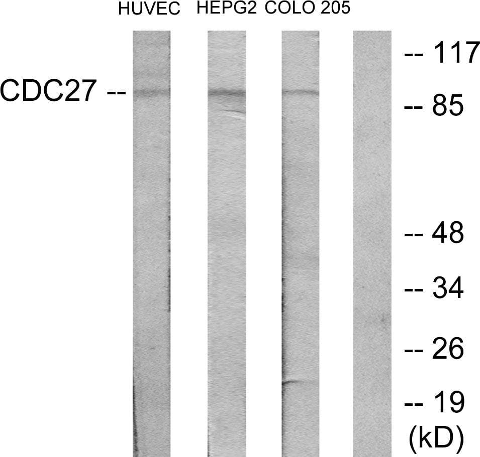 Polyclonal Rabbit anti-Human CDC27 Antibody (WB)