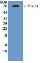 ALB / Serum Albumin Antibody
