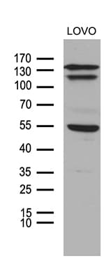NCOA7 Antibody (clone OTI2F4)
