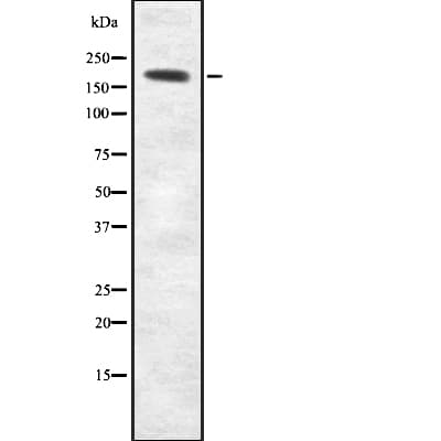 MYH2 Antibody