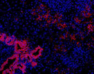 Oval Cell Marker OC2 Antibody (clone OC2-2F3, Biotin)