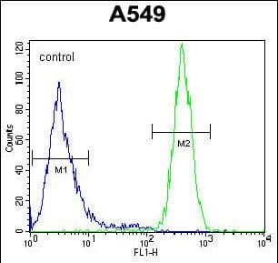 GOLGA2P5 Antibody (aa 83-112, C-term)