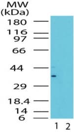 IHC-plus™ MLST8 / GBL Antibody (aa150-200)