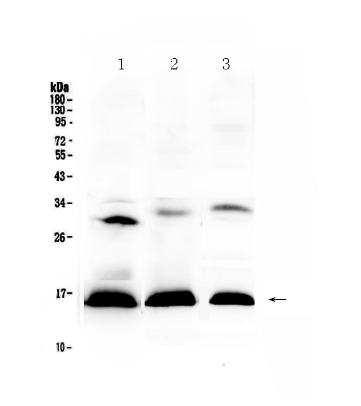 HBD / Hemoglobin Delta Antibody