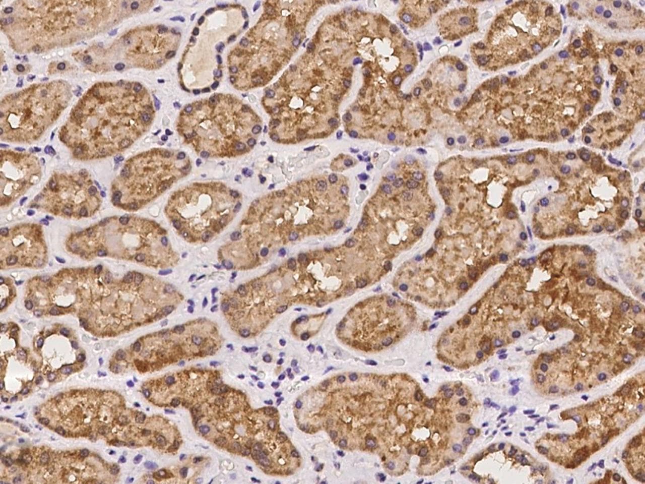 REXO1 / REX1 Antibody