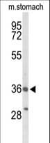 BRS3 Antibody (aa239-268)