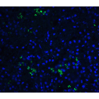 BAFF / TNFSF13B Antibody