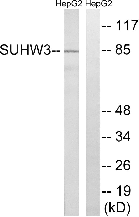 ZNF280C / SUHW3 Antibody (aa251-300)