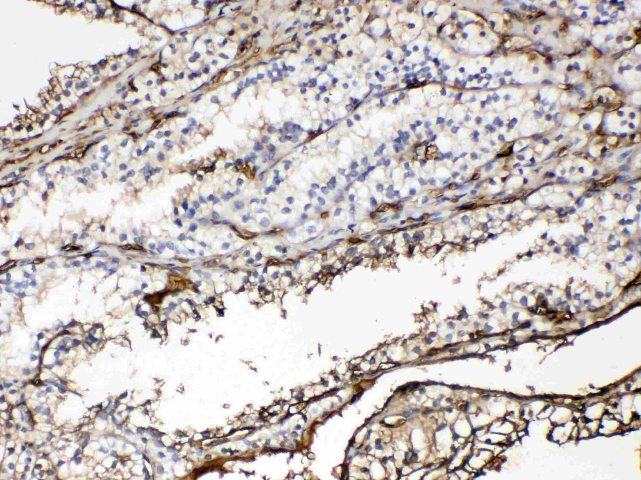 HBA1 Antibody