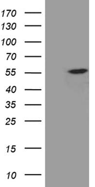 EXOC4 / SEC8 Antibody (clone OTI7G9, Carrier-free)
