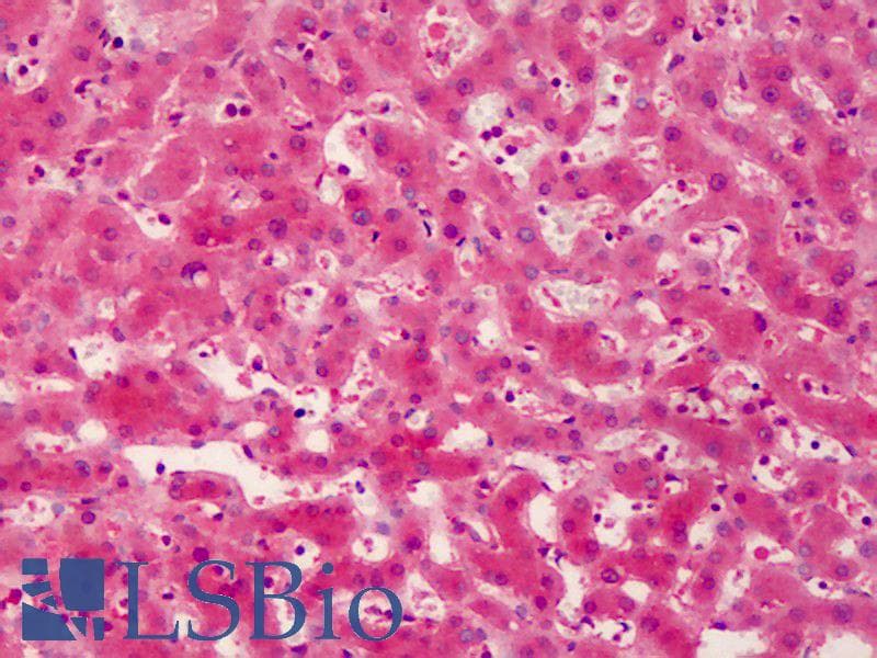 IHC-plus™ DDR2 Antibody (clone 3B11E4)