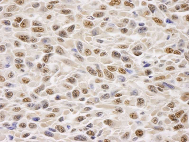 GAPDH Antibody (aa250-300)