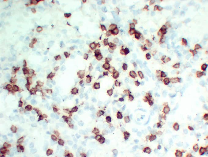 CD3E Antibody (clone ABT-CD3)