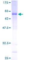 Human IFI44 Protein (Recombinant GST)