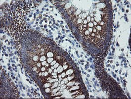 MRPS27 Antibody (clone OTI6E5)