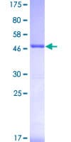 Human PSME2 Protein (Recombinant GST)