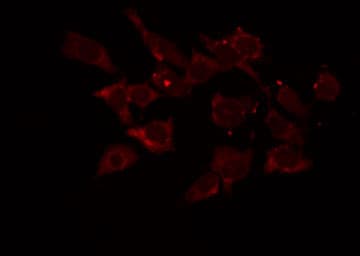 Polyclonal Rabbit anti-Human CYC1 / Cytochrome C-1 Antibody (IF, WB)