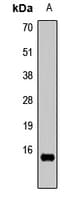 HIST3H3 Antibody