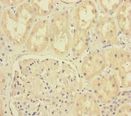 MTO1 Antibody