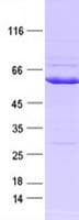 Human EPHA3 / EPH Receptor A3 Protein (Recombinant DDK,C-terminus)