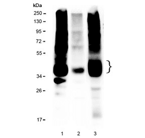 Polyclonal Rabbit anti-Human CD47 Antibody (IHC, IF, WB)